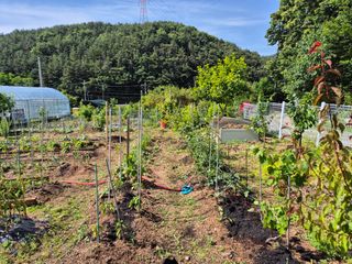 김영수님의 상추 · 영농일지 작성글 사진