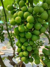 팜모닝 포도·영농일지 게시글 이미지