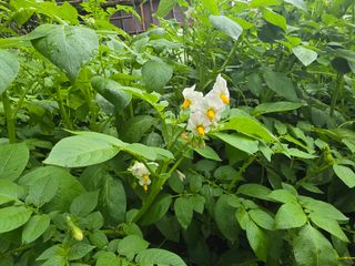 한상훈님의 감자 · 영농일지 작성글 사진