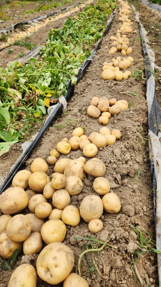 현길01021982님의 감자 · 영농일지 작성글 사진