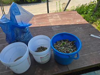 신이내린오디 정가네님의 감 · 영농일지 작성글 사진