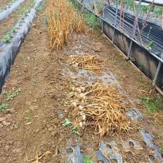 김진영님의 콩 · 영농일지 작성글 사진