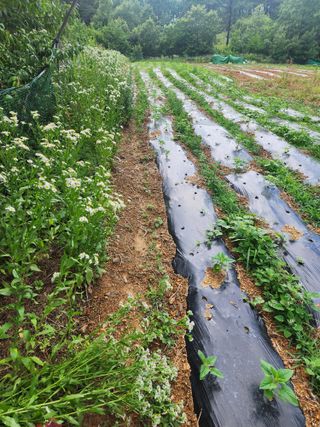 박병한님의 참깨 · 영농일지 작성글 사진