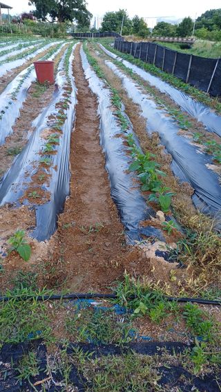 박순덕님의 참깨 · 영농일지 작성글 사진