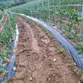 오영도님의 기타작물 · 자유게시판 작성글 사진