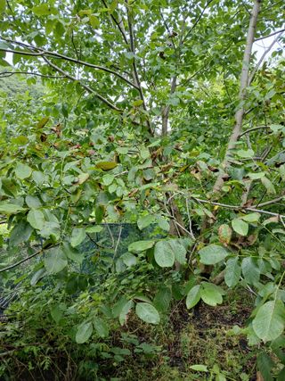 이종득님의 기타작물 · 영농일지 작성글 사진