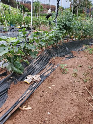 정연섭님의 기타작물 · 영농일지 작성글 사진