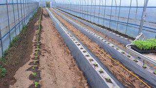 가야산도사님의 참깨 · 영농일지 작성글 사진