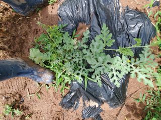 정연섭님의 기타작물 · 영농일지 작성글 사진