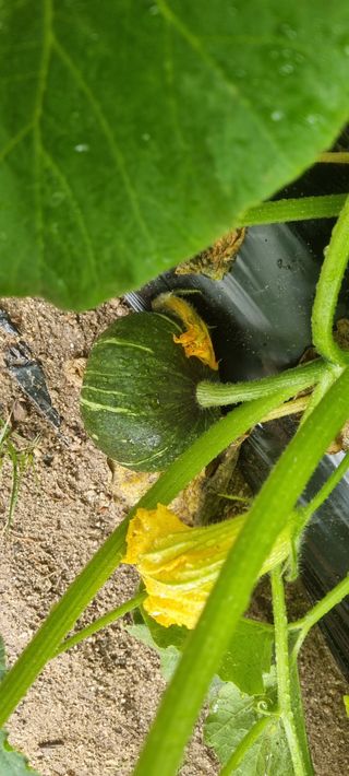 박사원농장님의 기타작물 · 영농일지 작성글 사진