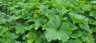 박사원농장님의 기타작물 · 영농일지 작성글 사진