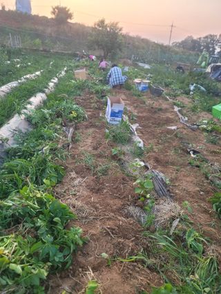 황금알대박농원!님의 감자 · 영농일지 작성글 사진