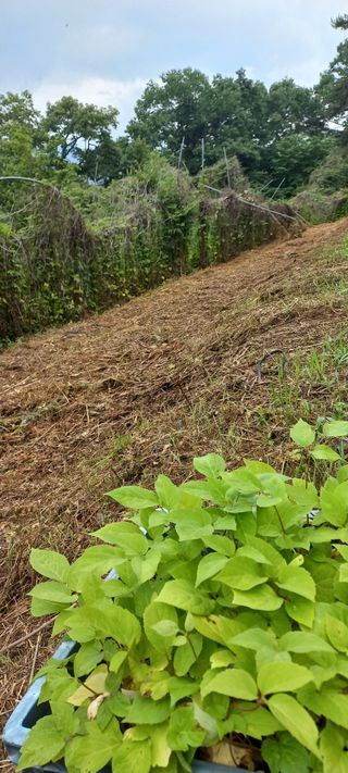 정석채님의 두릅 · 영농일지 작성글 사진