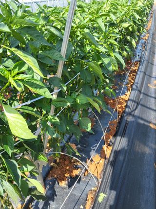 최유순님의 기타작물 · 영농일지 작성글 사진