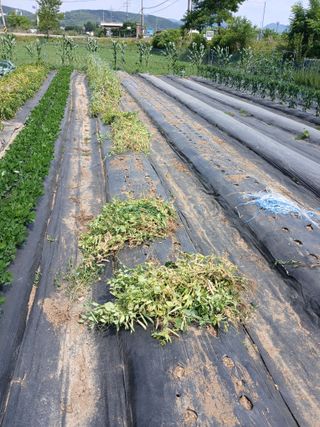 백영호님의 기타작물 · 영농일지 작성글 사진