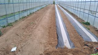 가야산도사님의 참깨 · 영농일지 작성글 사진