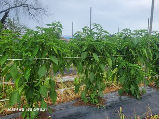 이동훈님의 고추 · 영농일지 작성글 사진