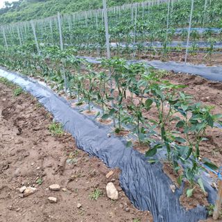 오영도님의 기타작물 · 자유게시판 작성글 사진