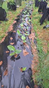 팜모닝 기타작물·영농일지 게시글 이미지