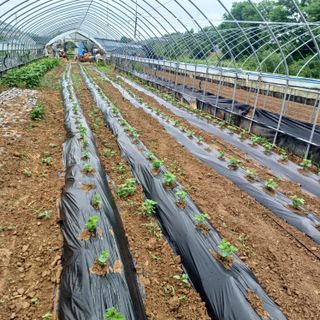 김진영님의 콩 · 영농일지 작성글 사진