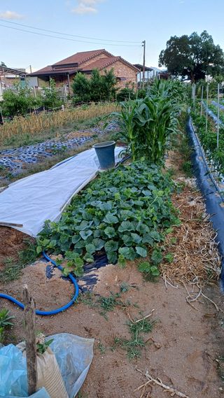 박순덕님의 참깨 · 영농일지 작성글 사진
