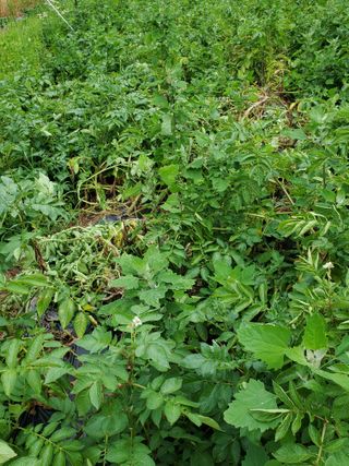 정연섭님의 기타작물 · 영농일지 작성글 사진