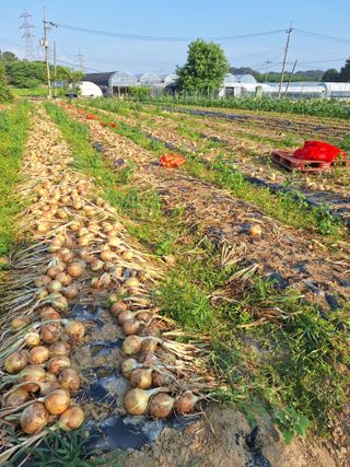 마늘25328님의 기타작물 · 영농일지 작성글 사진