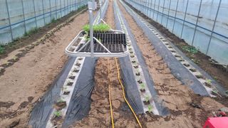 가야산도사님의 참깨 · 영농일지 작성글 사진