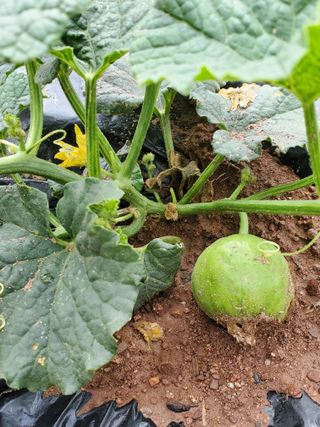 정연섭님의 기타작물 · 영농일지 작성글 사진