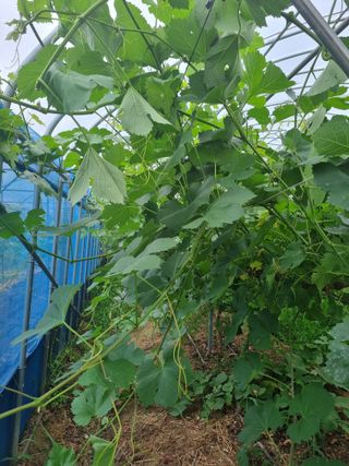 논산푸른팜님의 포도 · 영농일지 작성글 사진