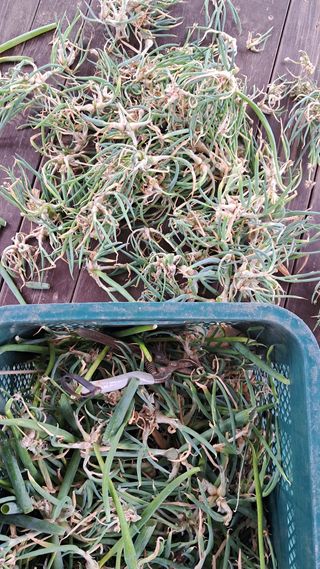 bpjh9173님의 파 · 영농일지 작성글 사진