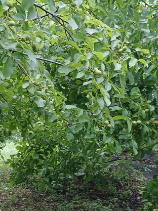 이종득님의 기타작물 · 영농일지 작성글 사진