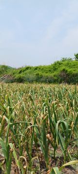 팜모닝 기타작물·영농일지 게시글 이미지