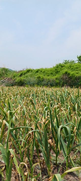 김 연님의 기타작물 · 영농일지 작성글 사진