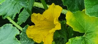 박사원농장님의 기타작물 · 영농일지 작성글 사진