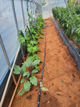 최유순님의 기타작물 · 영농일지 작성글 사진