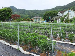 남촌302님의 고추 · 영농일지 작성글 사진