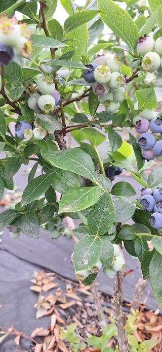 김숙희님의 블루베리 · 영농일지 작성글 사진