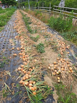 김희영님의 양파 · 영농일지 작성글 사진