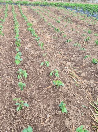 농부님.모두.모두힘님의 기타작물 · 영농일지 작성글 사진