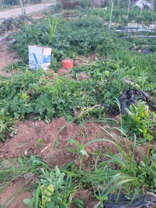 황금알대박농원!님의 감자 · 영농일지 작성글 사진