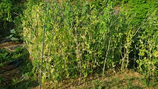 써니님의 콩 · 영농일지 작성글 사진