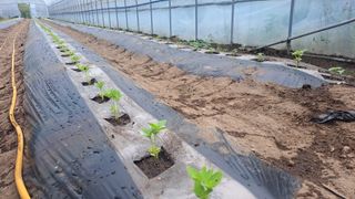 가야산도사님의 참깨 · 영농일지 작성글 사진