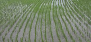 박성준님의 벼 · 영농일지 작성글 사진