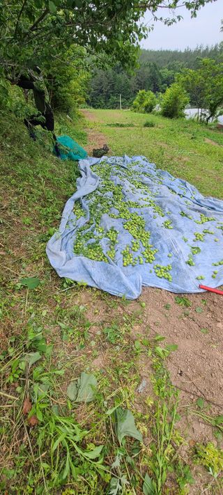 조희경님의 기타작물 · 영농일지 작성글 사진