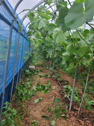 논산푸른팜님의 포도 · 영농일지 작성글 사진