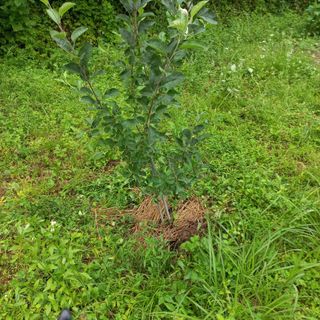 김건우님의 기타작물 · 영농일지 작성글 사진