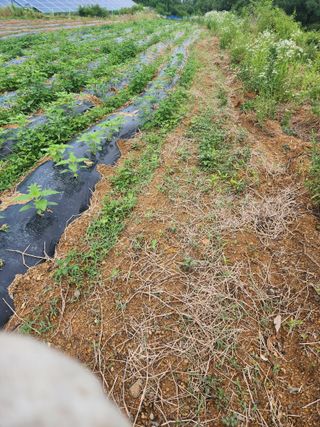 박병한님의 참깨 · 영농일지 작성글 사진
