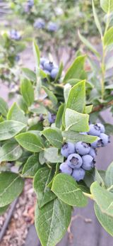 팜모닝 블루베리·영농일지 게시글 이미지