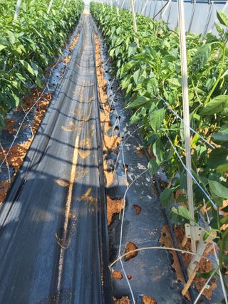 최유순님의 기타작물 · 영농일지 작성글 사진